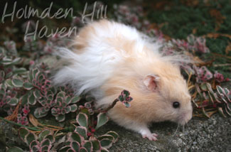 Jolly Cream Giant- Red Eyed Cream Banded Longhaired